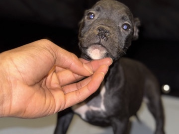 American Pit Bull Terrier – Midnight / American Pocket Bully – Utica