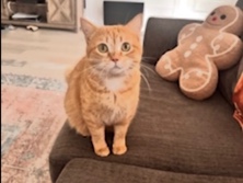Russian White, Black and Tabby – Rehome – Valdosta