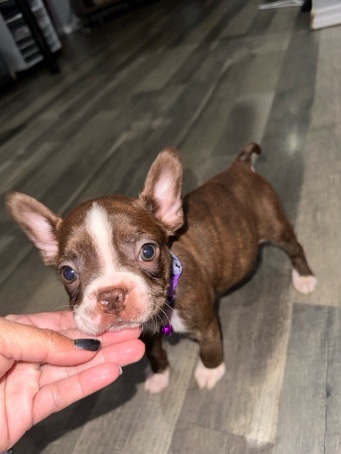 Boston Terrier – Boston Terrier Puppies ready for their new home