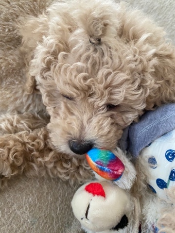 Poodle – toy poodle puppy male