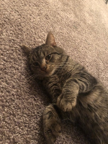 American Polydactyl Cat