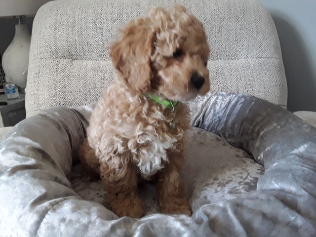 Maltipoo – cute maltipoo puppies for caring home – Ciudad de México