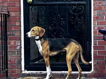 American Foxhound - American Foxhound Puppy available for adoption in Chesapeake