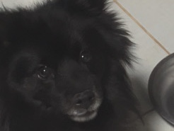 German Spitz - Lulu da Pomerana macho  available for adoption in Goiânia