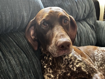 German Shorthaired Pointer – knight/German short-haired pointer – Oto