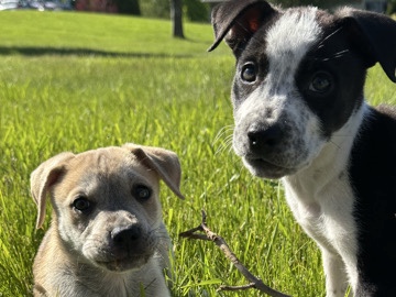 Cane Corso – BullyXl Cane Corso Puppies for sale! – Oshkosh