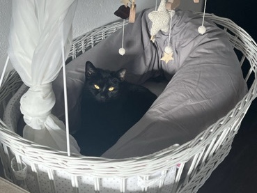 European Shorthair - (Freigänger) Wanda sucht ein neues Zuhause available for adoption in Mülheim an der Ruhr