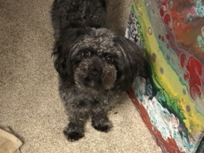 Looking for new forever home