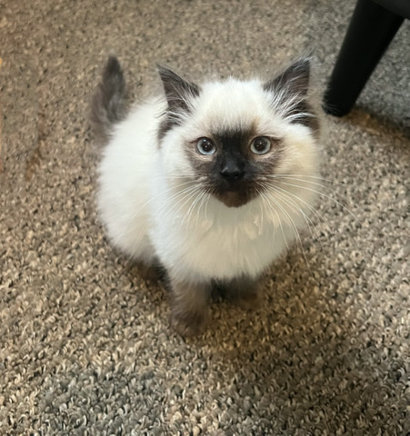 Ragdoll – Spicy Chai