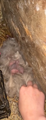 Lionhead – bunnies for sale!