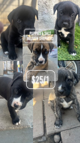 Belgian Shepherd Dog (Malinois) – puppies for sale please trying to give a good home