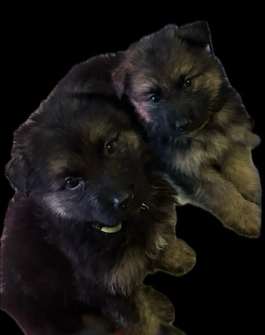 German Shepherd – 8 Beautiful German Shepard puppies