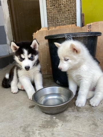 Siberian Husky – Husky Male