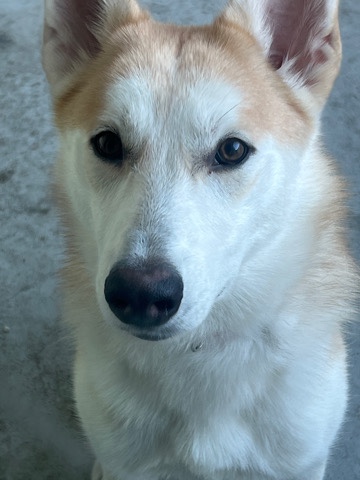German Shepherd – Husky German Shepherd Rehome