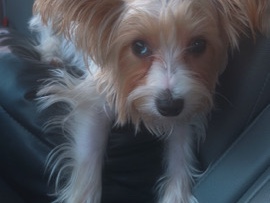 Yorkshire Terrier – Baby Yorkshire – Charlotte