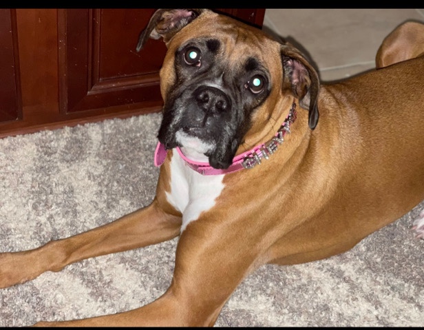 Boxer – Sweet Boxer