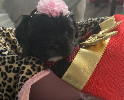 Shih Tzu – Shih Tzu babies – Worcester