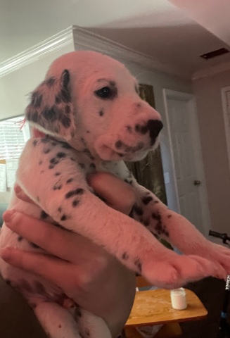 Dalmatian – dalmation