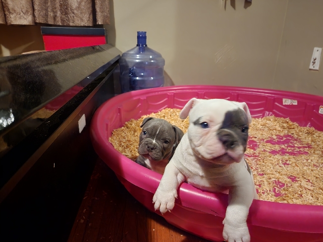 Bull Terrier (Miniature) – Miniature Bullies