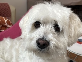 Maltese – Anhänglich und verspielt – Hund sucht Zuhause ohne Alleinbleiben – Mintraching
