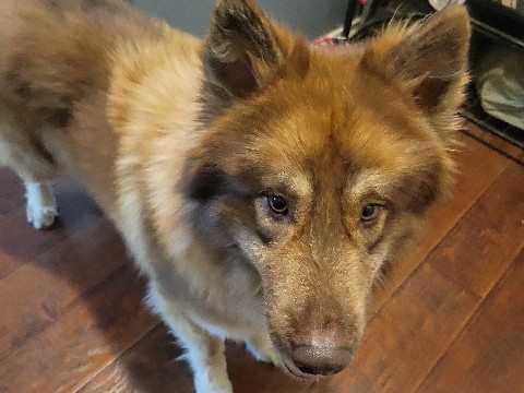 Alaskan Malamute – husky needing new home – San Antonio