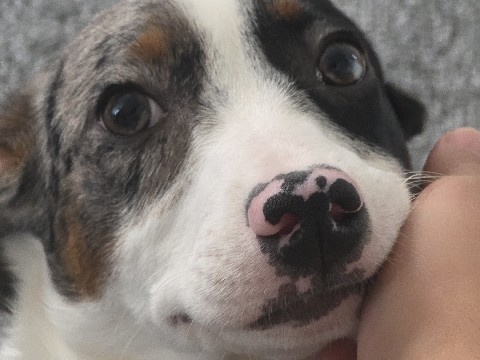 Australian Stumpy Tail Cattle Dog – Sell Pupp – Fort Wayne