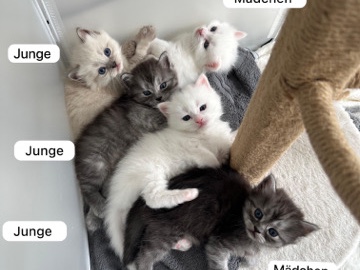 Persian (Traditional) – Peser mix mit Türkisch Angora – Hannover