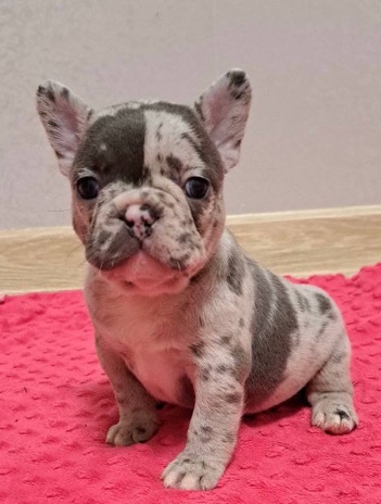 French Bulldog – Jessie Adorable Girl French Bulldog Puppy - Merle Grey Frenchie puppies - Female bulldogs