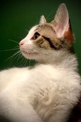 Kittens need a home