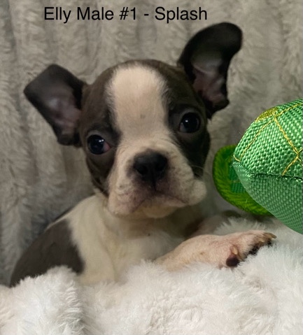 Boston Terrier – AKC Boston Terrier