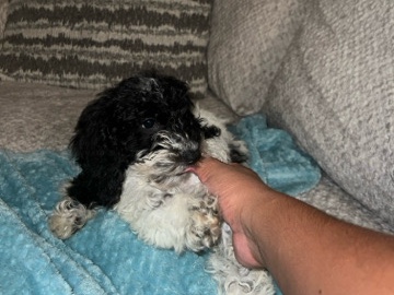 Poodle – Luci