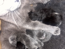 5 kittens for sale – Tredegar