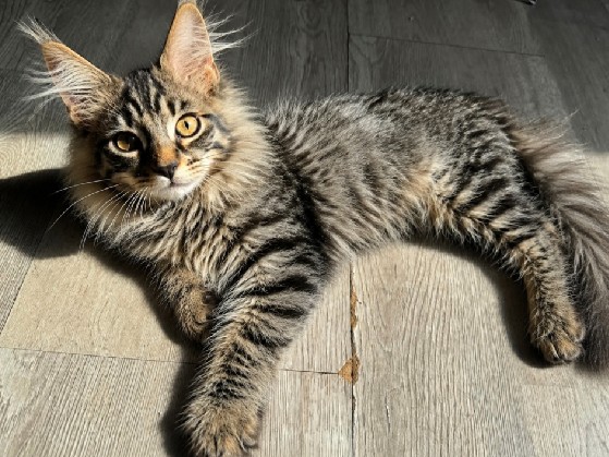Maine Coon – Maine coon – Hamilton