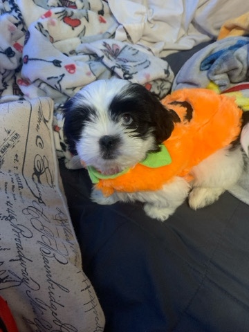 2 month old Shih Tzu