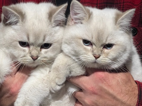 brittish male kittens