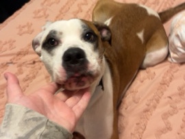 American Pit Bull Terrier – Barkley she is very playful loves to cuddle – Williamsburg