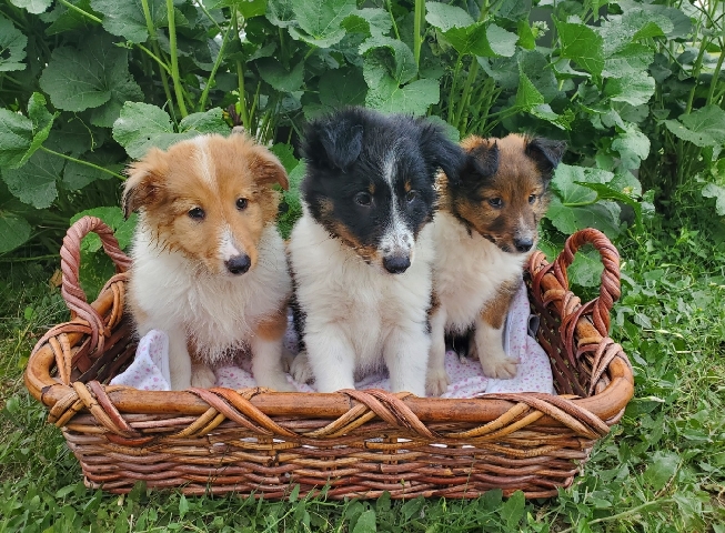 Shetland Sheepdog – puppies