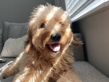 Goldendoodle – female mini golden doodle pup(Molly) – Wesley Chapel