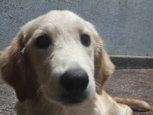 Golden Retriever – Golden retriever – Bengaluru
