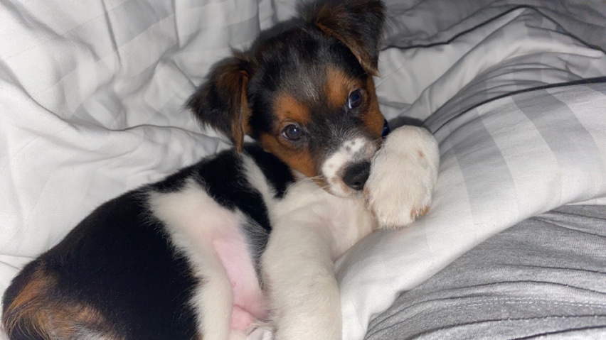 Jack Russell Terrier – jack russle puppy