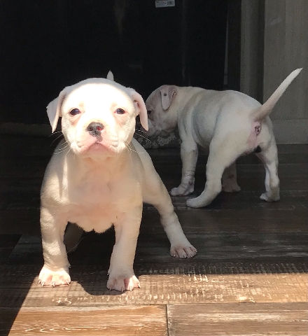 American Bulldog – bulldog/pitbull puppies