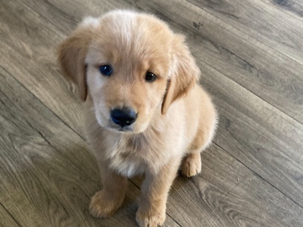 Golden Retriever – Golden retriever puppies – Troutman