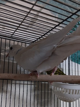 Dove – Dove