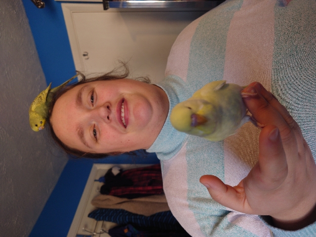 Budgerigar – Hand reared, hand tame male baby budgie for reserv