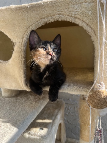American Shorthair – kittens to rehome