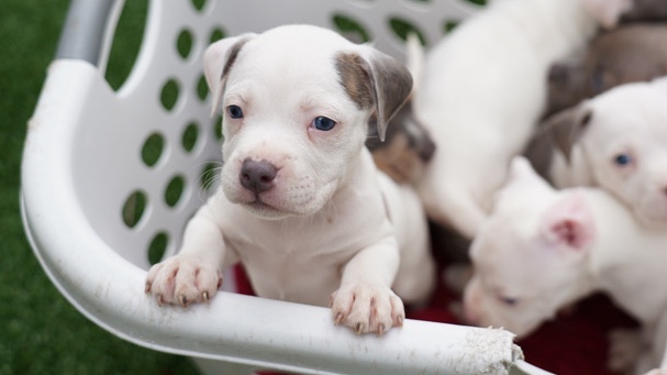 American pocket bully
