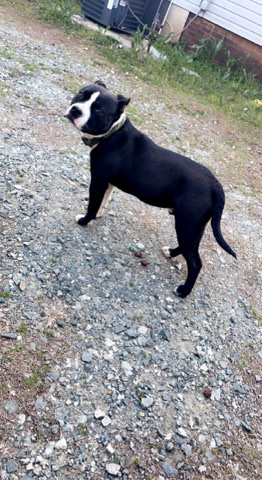 Pitbull 8 months still baby