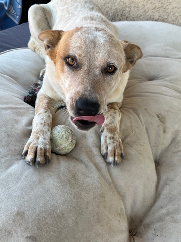 Australian Cattle Dog – female australian cattle dog