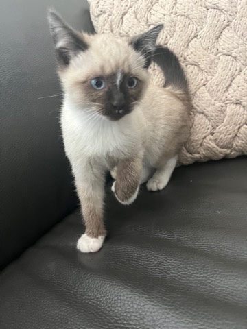 British short haired white kitten