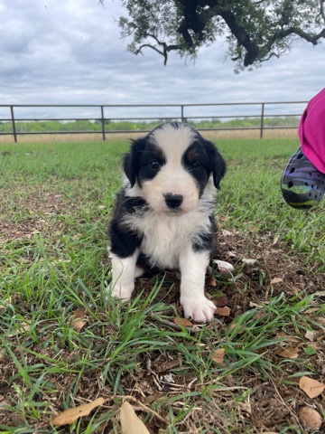 Australian Shepherd – Australian Shepherd puppies